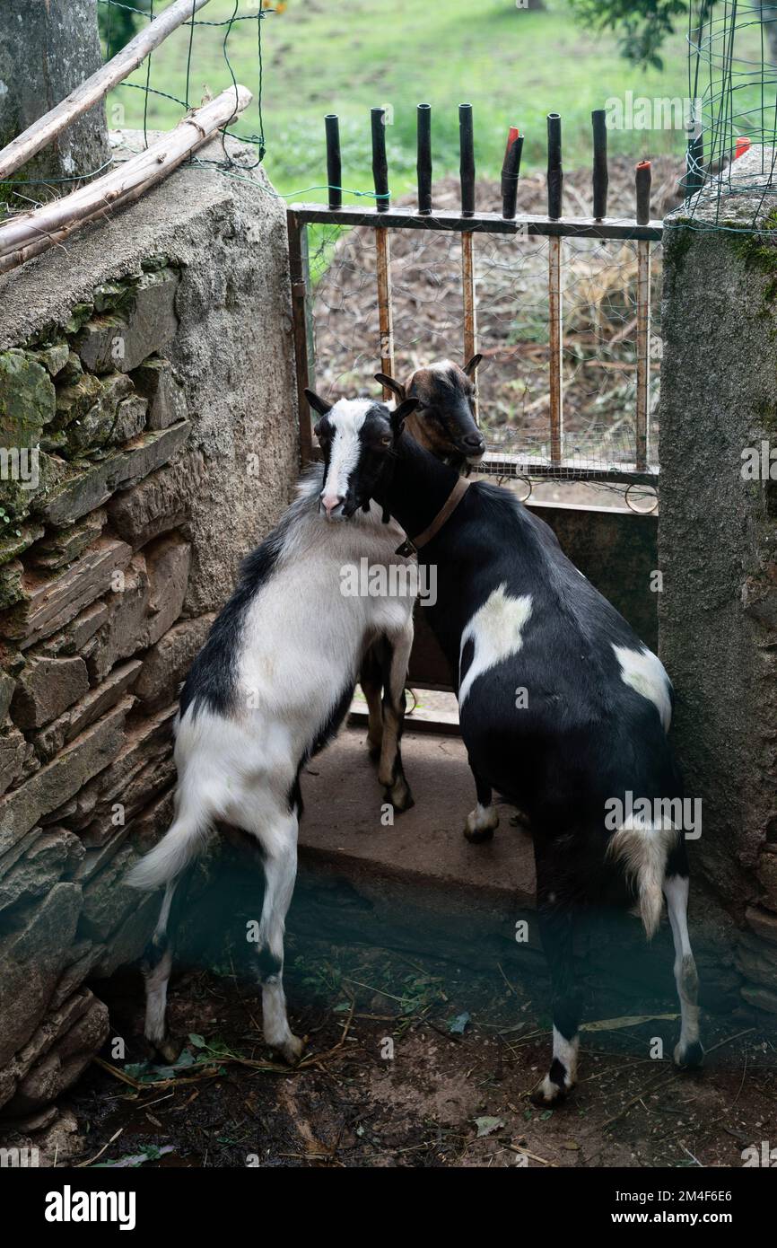 Capra su un corral Foto Stock