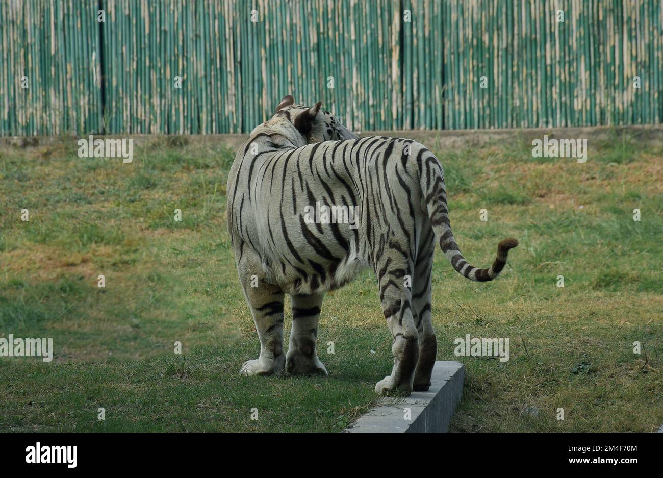 Ripresa ad angolo posteriore di una tigre bianca in uno zoo Foto Stock