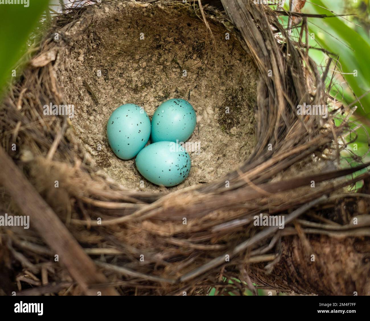 Tre canti blu scuro (Turdus philomelos) spingono le uova nel nido di coppa fangato. Foto Stock