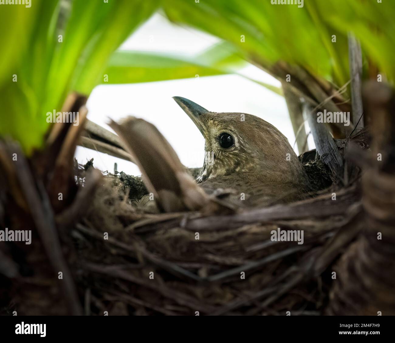 La canzone Thrush (Turdus philomelos) incuba le sue uova nel nido. Foto Stock