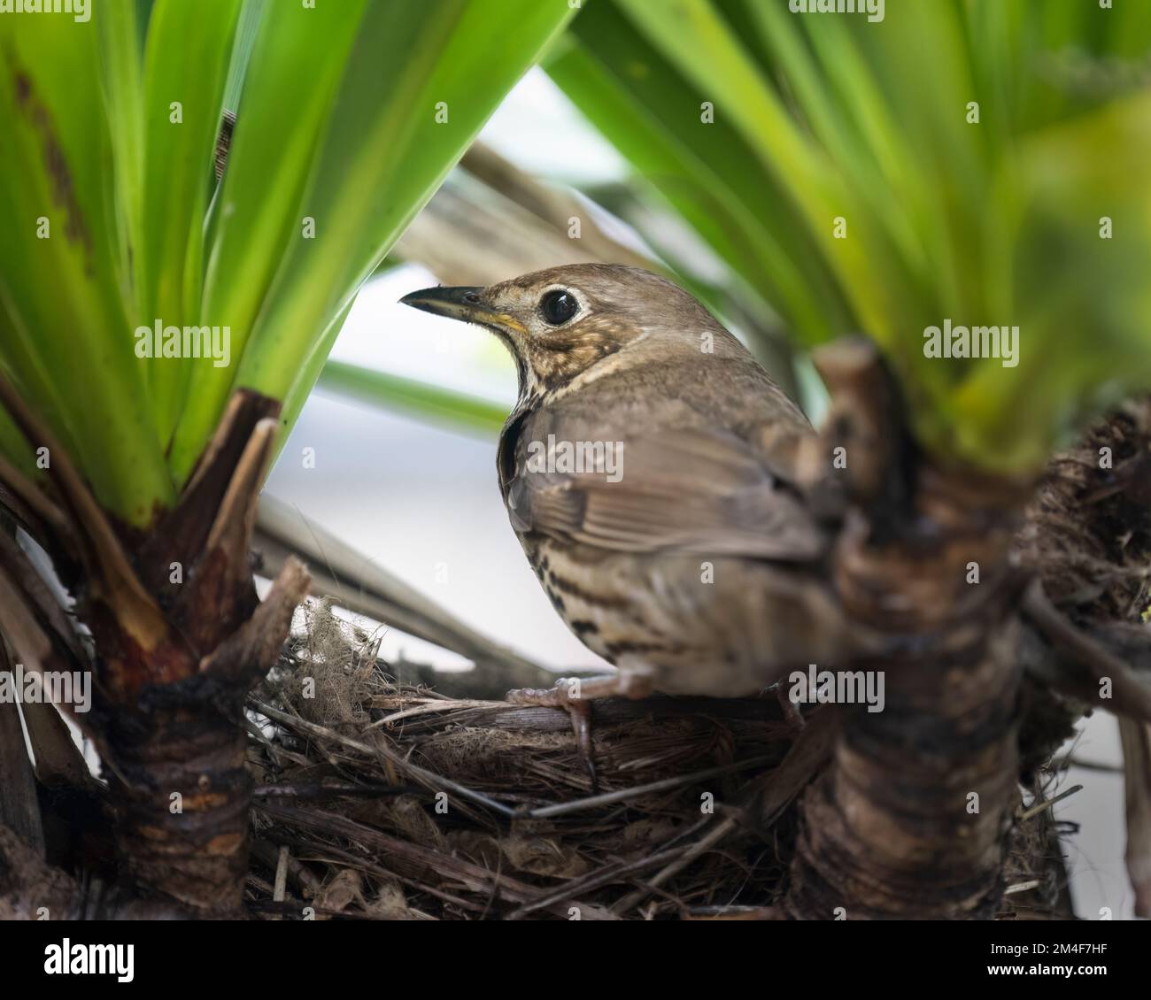 Song thrush (Turdus philomelos) in piedi sul bordo del nido. Foto Stock
