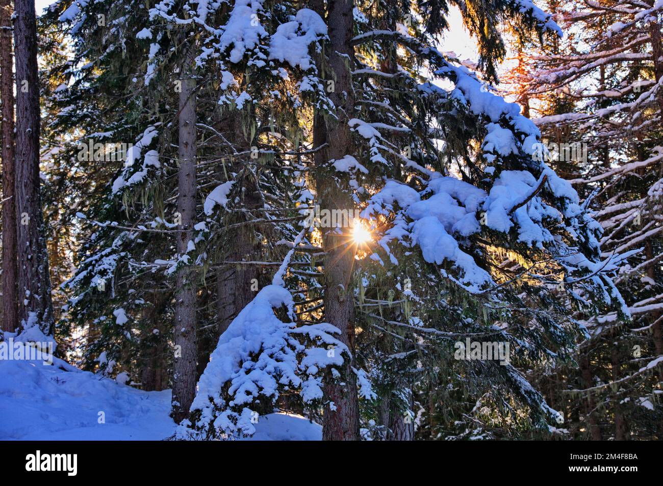Luce solare attraverso alberi di conifere ghiacciati, Austria Foto Stock