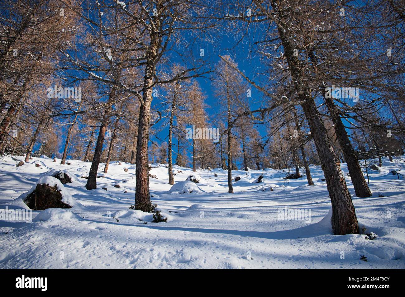 Bellissimo paesaggio invernale innevato con alberi di conifere, Austria Foto Stock