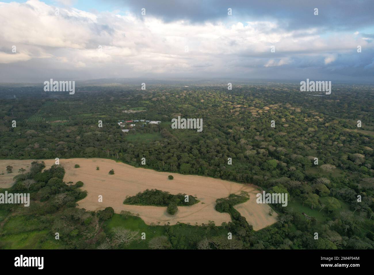 Terreno coltivato su verde junle natura vista aerea drone Foto Stock