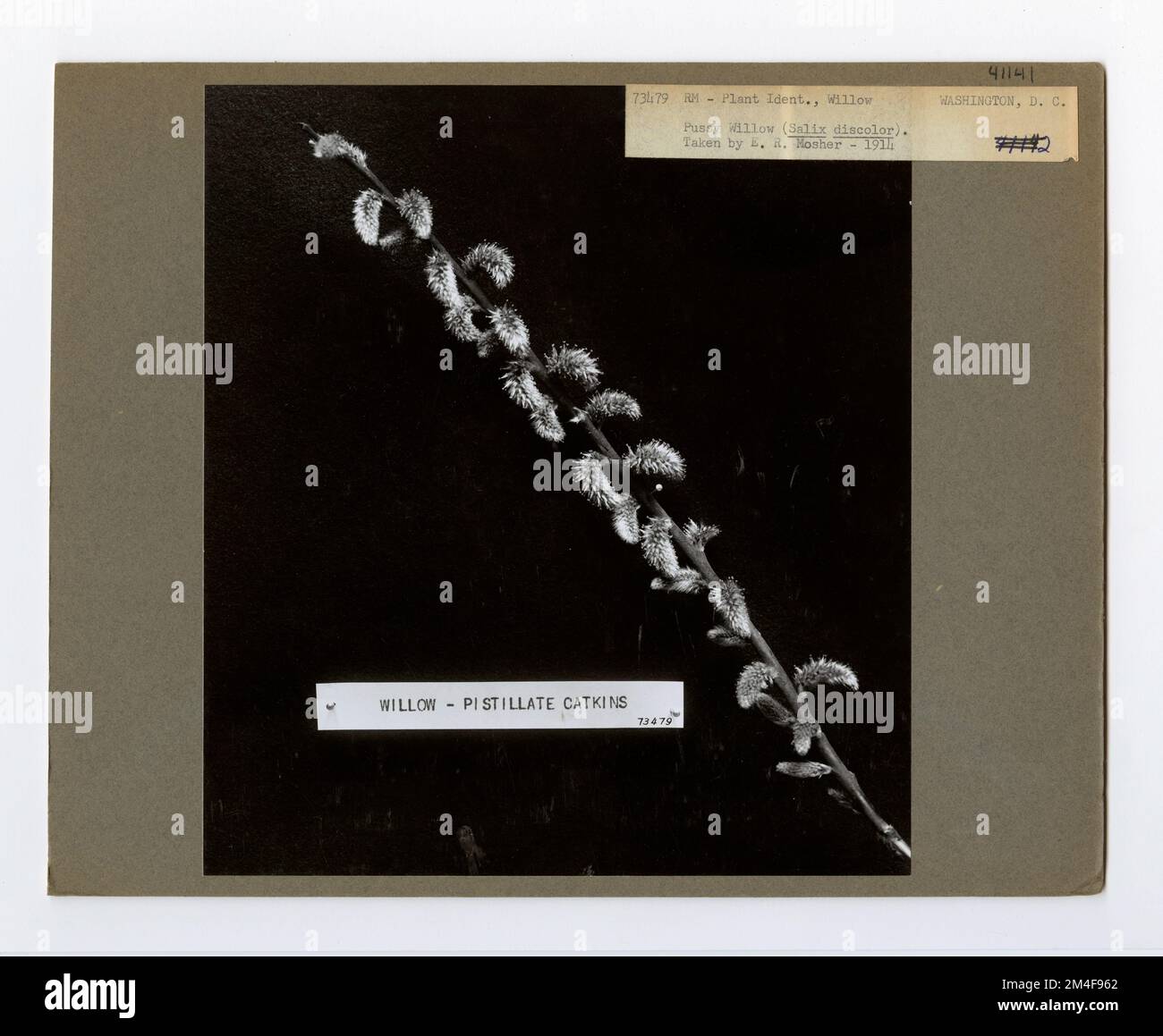Identificazione albero - Willow. Fotografie relative alle foreste nazionali, alle pratiche di gestione delle risorse, al personale e alla storia culturale ed economica Foto Stock