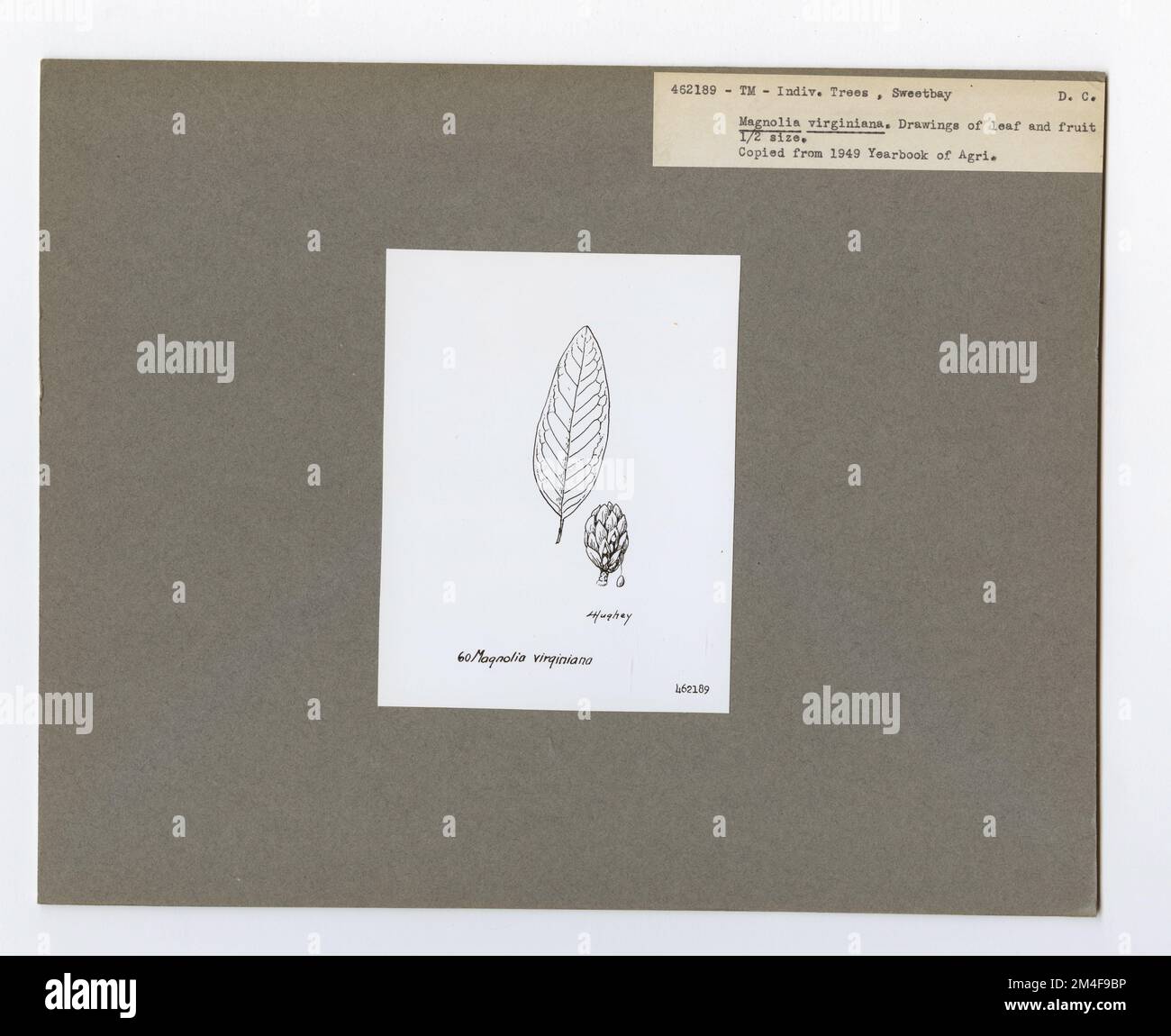 Identificazione dell'albero - Sweetbay. Fotografie relative alle foreste nazionali, alle pratiche di gestione delle risorse, al personale e alla storia culturale ed economica Foto Stock