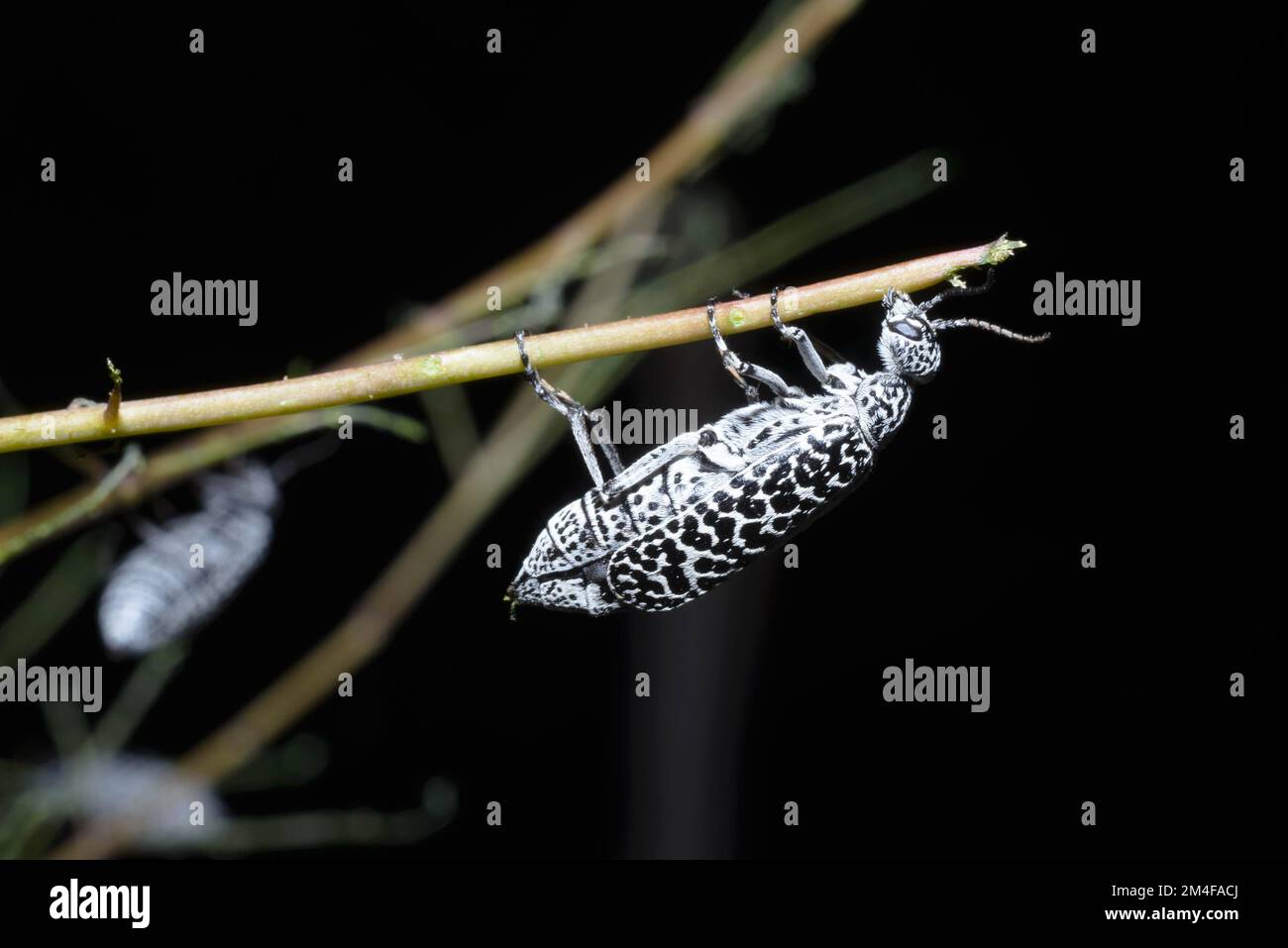 Burning Blister Beetle, contea di Socorro, New Mexico, USA. Foto Stock