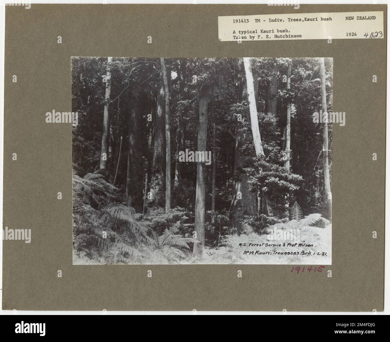 Identificazione dell'albero - Kauri. Fotografie relative alle foreste nazionali, alle pratiche di gestione delle risorse, al personale e alla storia culturale ed economica Foto Stock