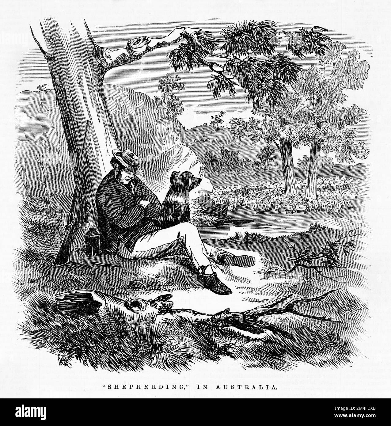 Pastore in Australia. Mostra pastore che dorme sotto un albero con la sua pistola e il suo cane da entrambi i lati di lui, gregge di pecore non lontano. Illustrazione del giornale australiano del 1864 Foto Stock