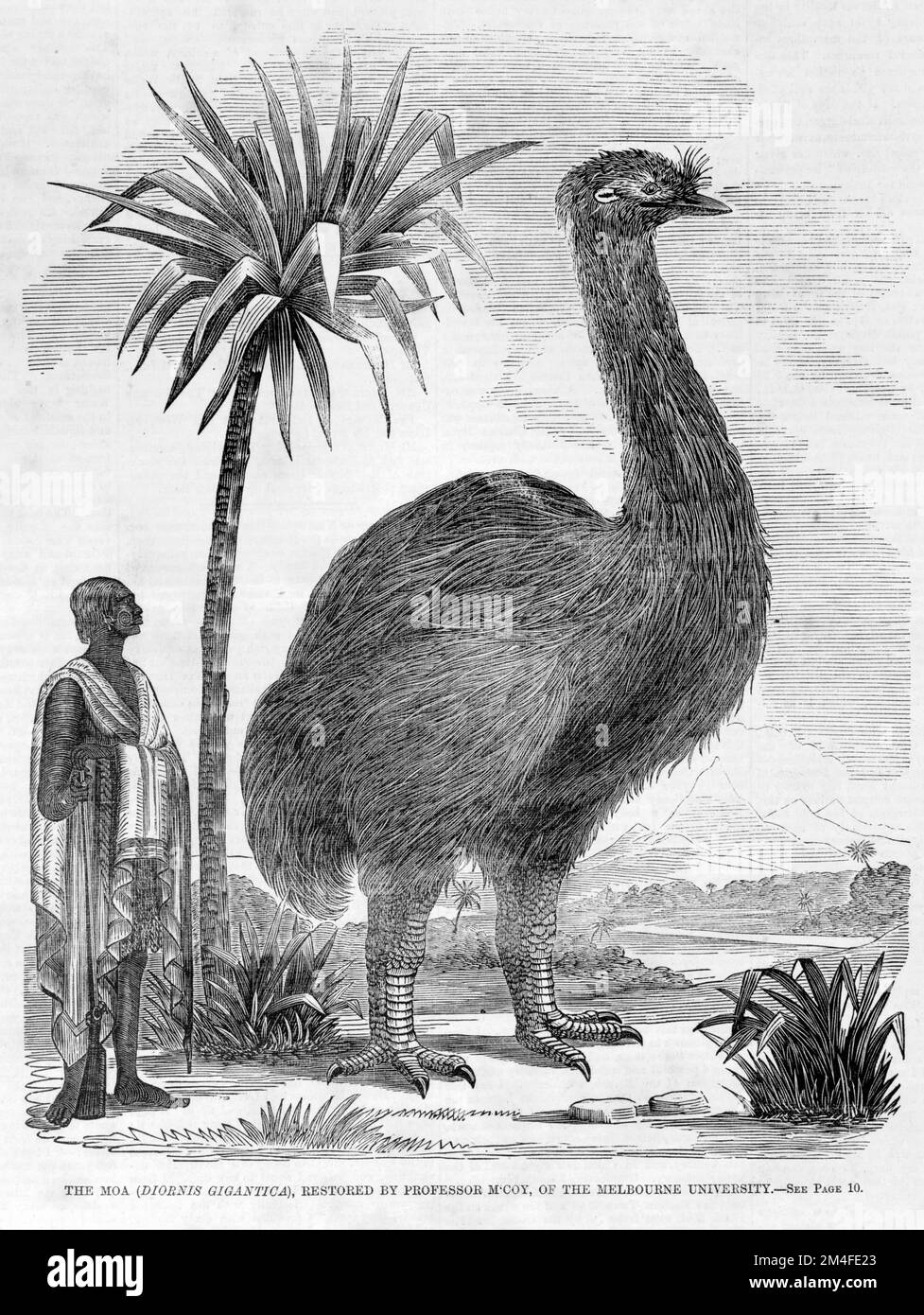 Il Moa (diornis Gigantica). Mostra un uccello molto grande senza flightless precedentemente indigeno in Nuova Zelanda. Illustrazione del giornale australiano del 1864. Foto Stock