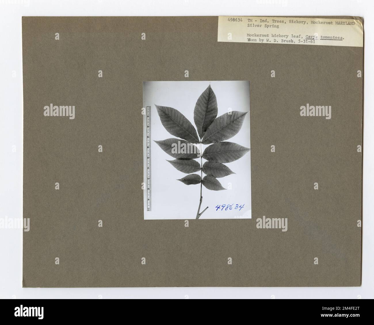 Identificazione dell'albero - Hickory: Mockernut. Fotografie relative alle foreste nazionali, alle pratiche di gestione delle risorse, al personale e alla storia culturale ed economica Foto Stock