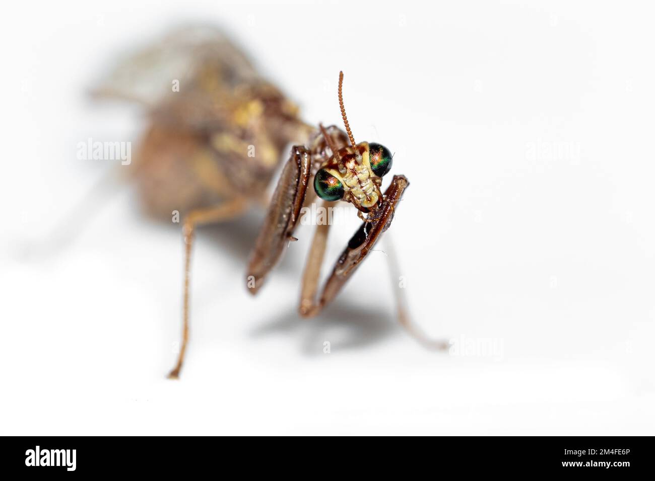 Grazioso insetto isolato di mantis di preghiera del bambino con fondo bianco Foto Stock