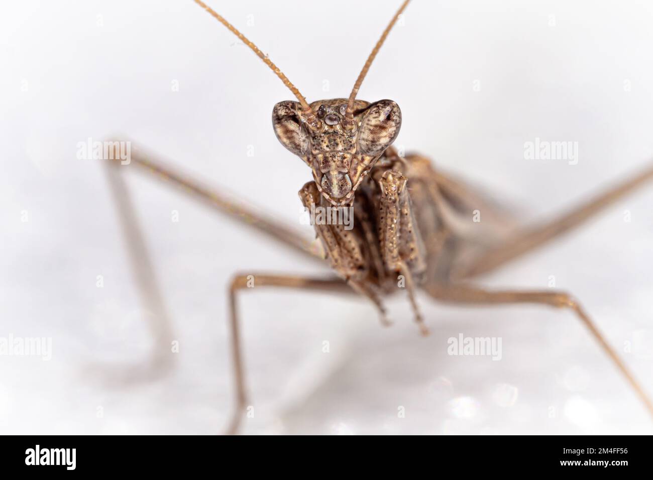 Grazioso insetto isolato di mantis di preghiera del bambino con fondo bianco Foto Stock