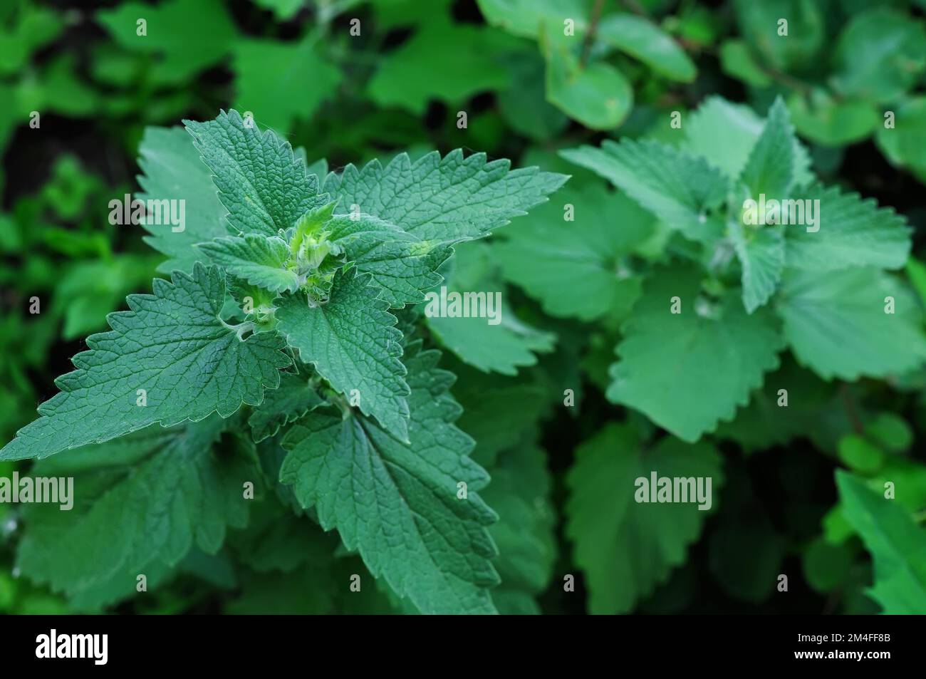 Sfondo verde pianta. Erbe medicinali per il tè, balsamo al limone. Melissa officinalis. Foto Stock