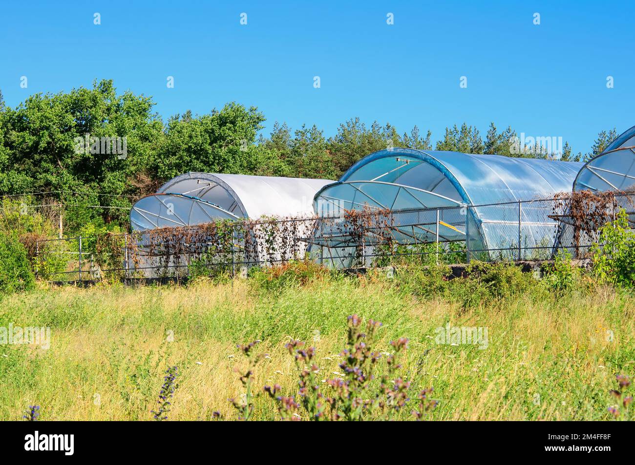 Serre per la coltivazione di ortaggi in vendita. Agricoltura in Ucraina Foto Stock