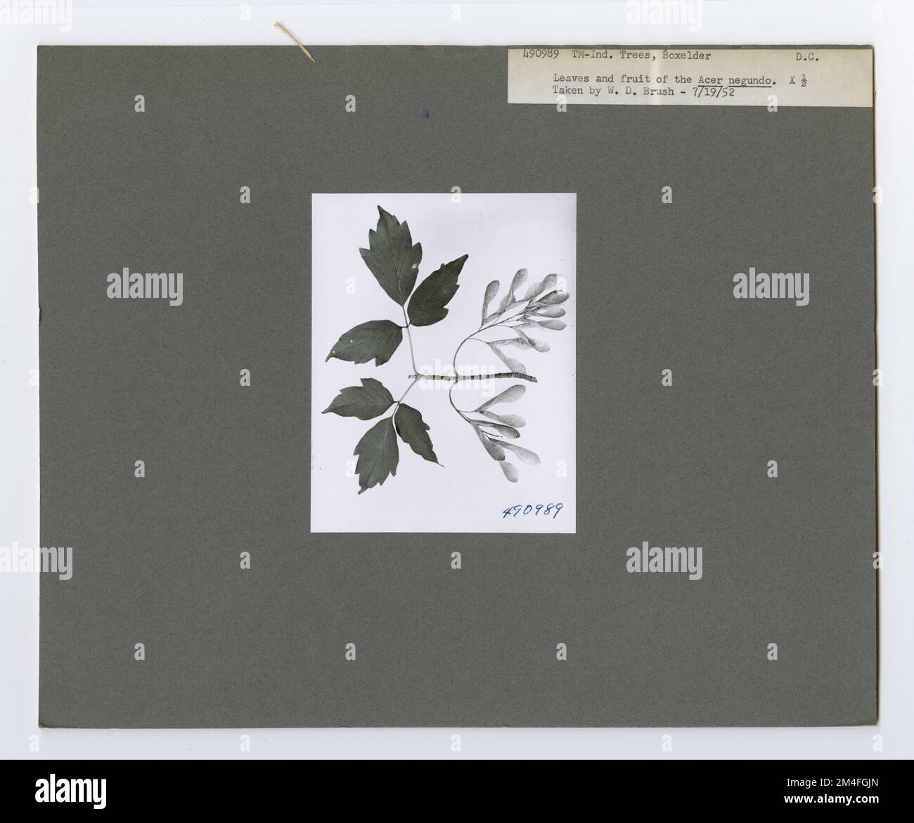 Identificazione dell'albero - anziano della scatola. Fotografie relative alle foreste nazionali, alle pratiche di gestione delle risorse, al personale e alla storia culturale ed economica Foto Stock