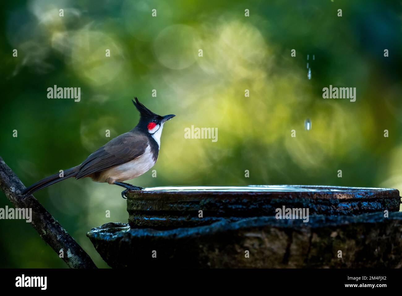 Rosso Bulbul Whiskered Foto Stock