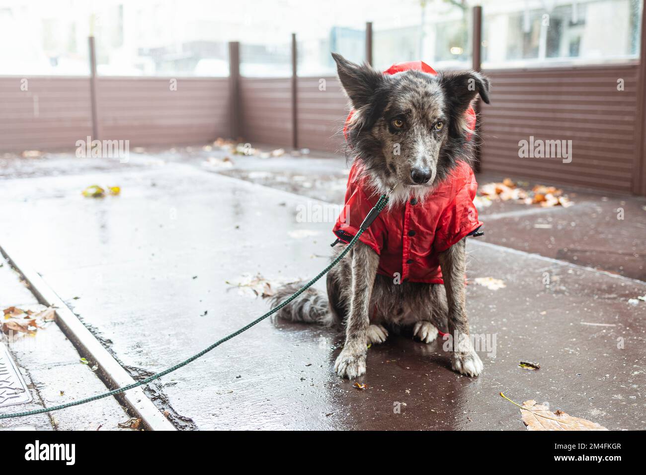 Giovane cane statico seduto sulla strada in giacca impermeabile rossa. Foto scattata in una giornata nuvolosa e piovosa. Foto Stock