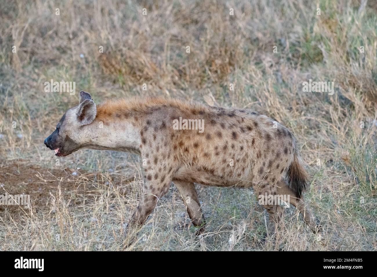 Profilo laterale di una singola hyena a piedi nella savana nel Parco Nazionale di Kruger, Sud Africa Foto Stock