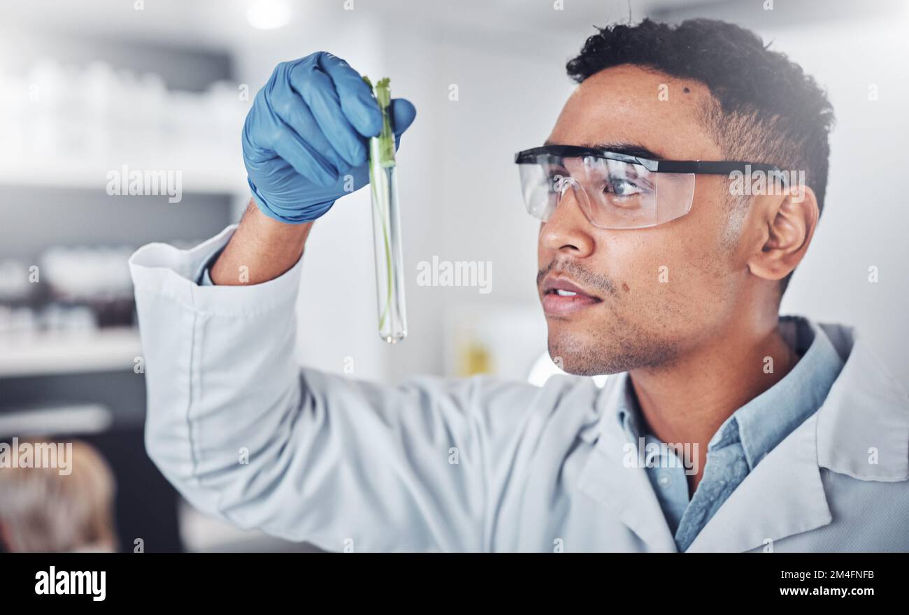 Scienziato, analisi di provette e lavoro in laboratorio per l'innovazione di scienza delle piante, ricerca agricola o studio farmacista di ecologia. Medico Foto Stock