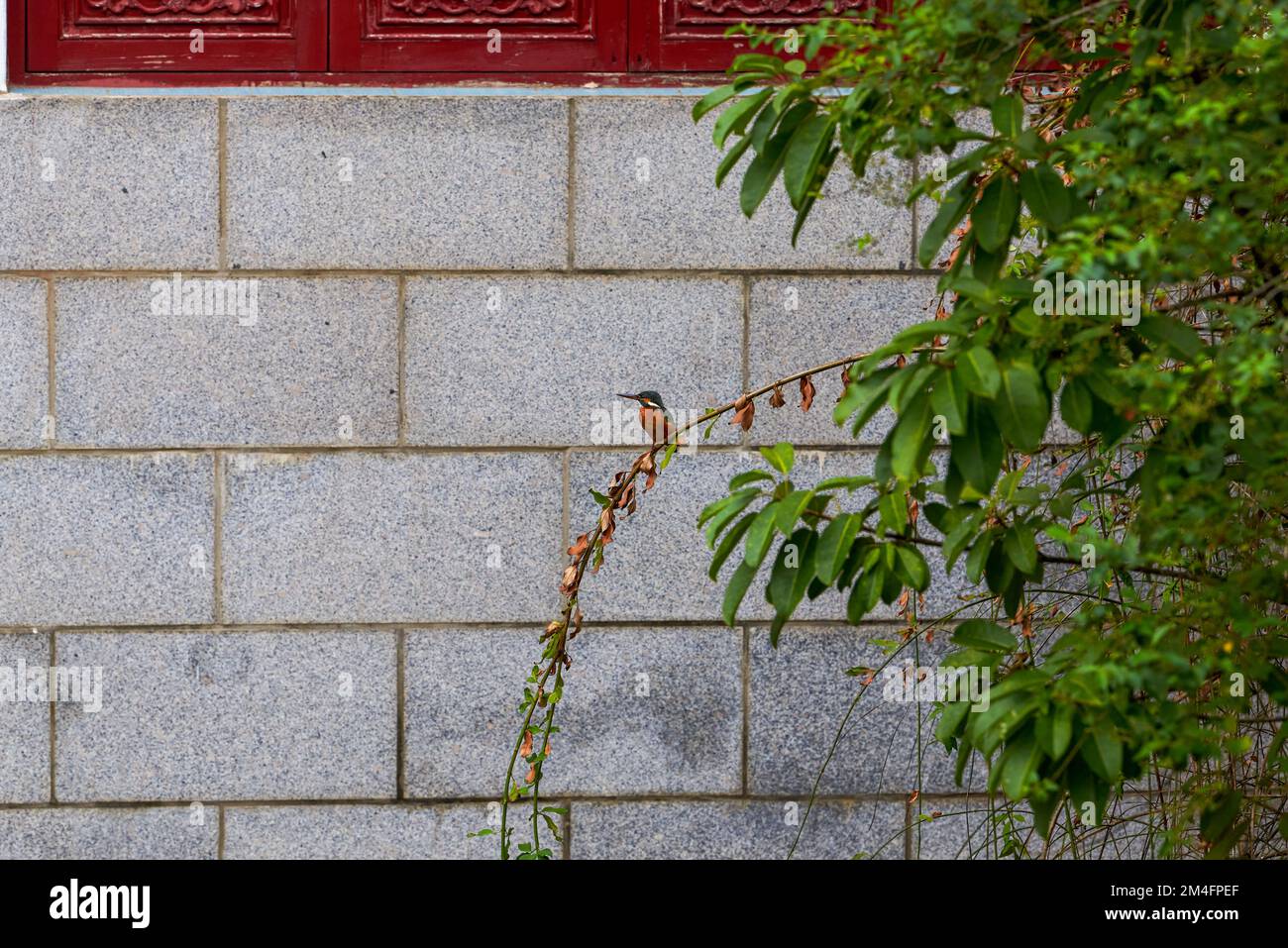 Primo piano del muro di mattoni grigi all'ombra del verde Foto Stock
