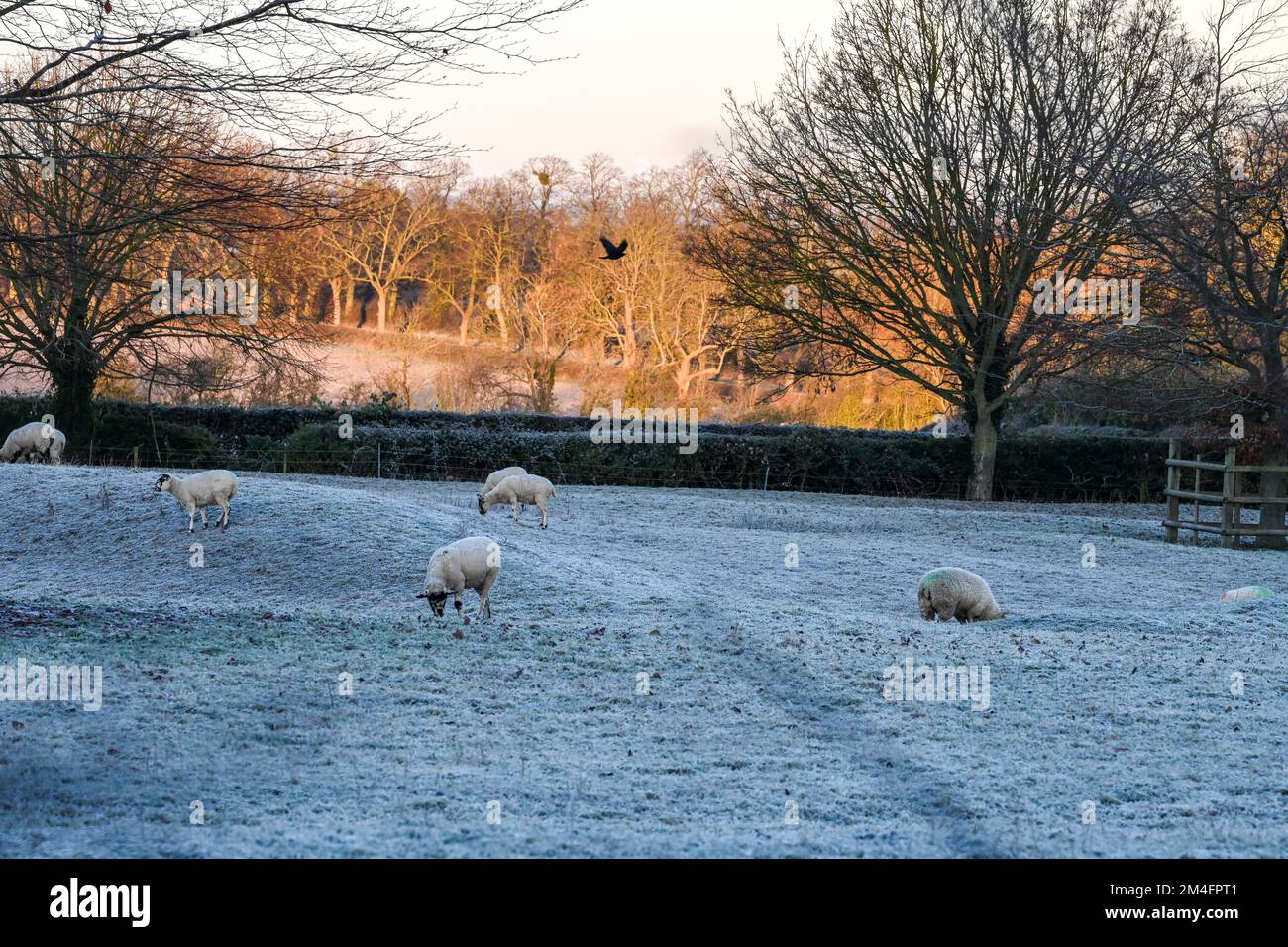 Un bel paesaggio fresco inverno mattina di erba ghiacciata, pascoli e cielo blu all'orizzonte, tempo, ghiaccio, scatto freddo, neve, congelamento Foto Stock