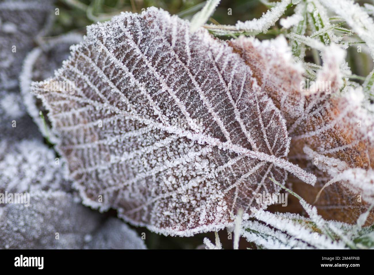 Foglia coperta di gelo, foglia congelata Foto Stock