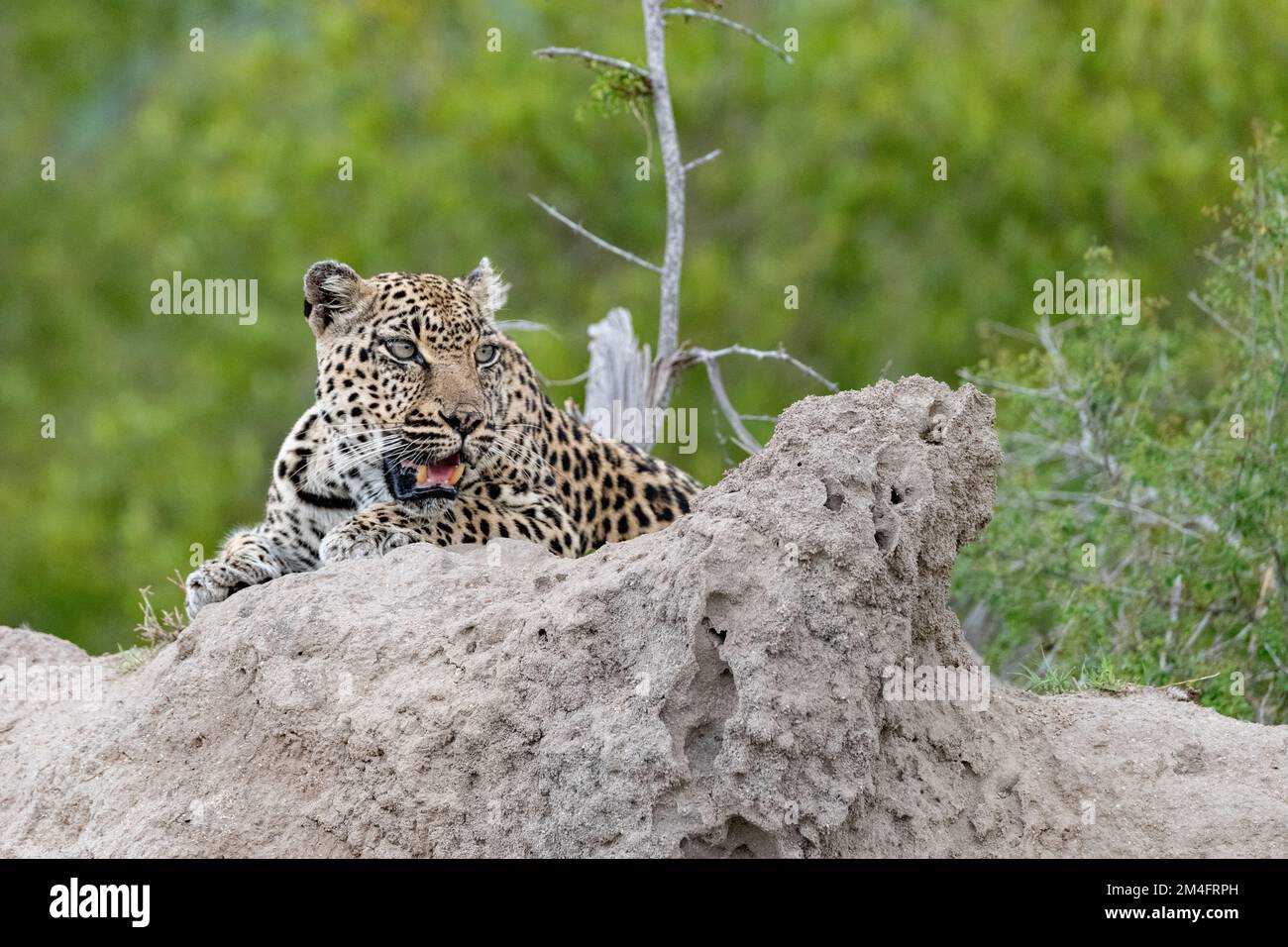 leopardo femminile che si posa su un fango di cumulo di termite secca allerta e alla ricerca di preda nel Parco Nazionale Kruger, Sud Africa Foto Stock