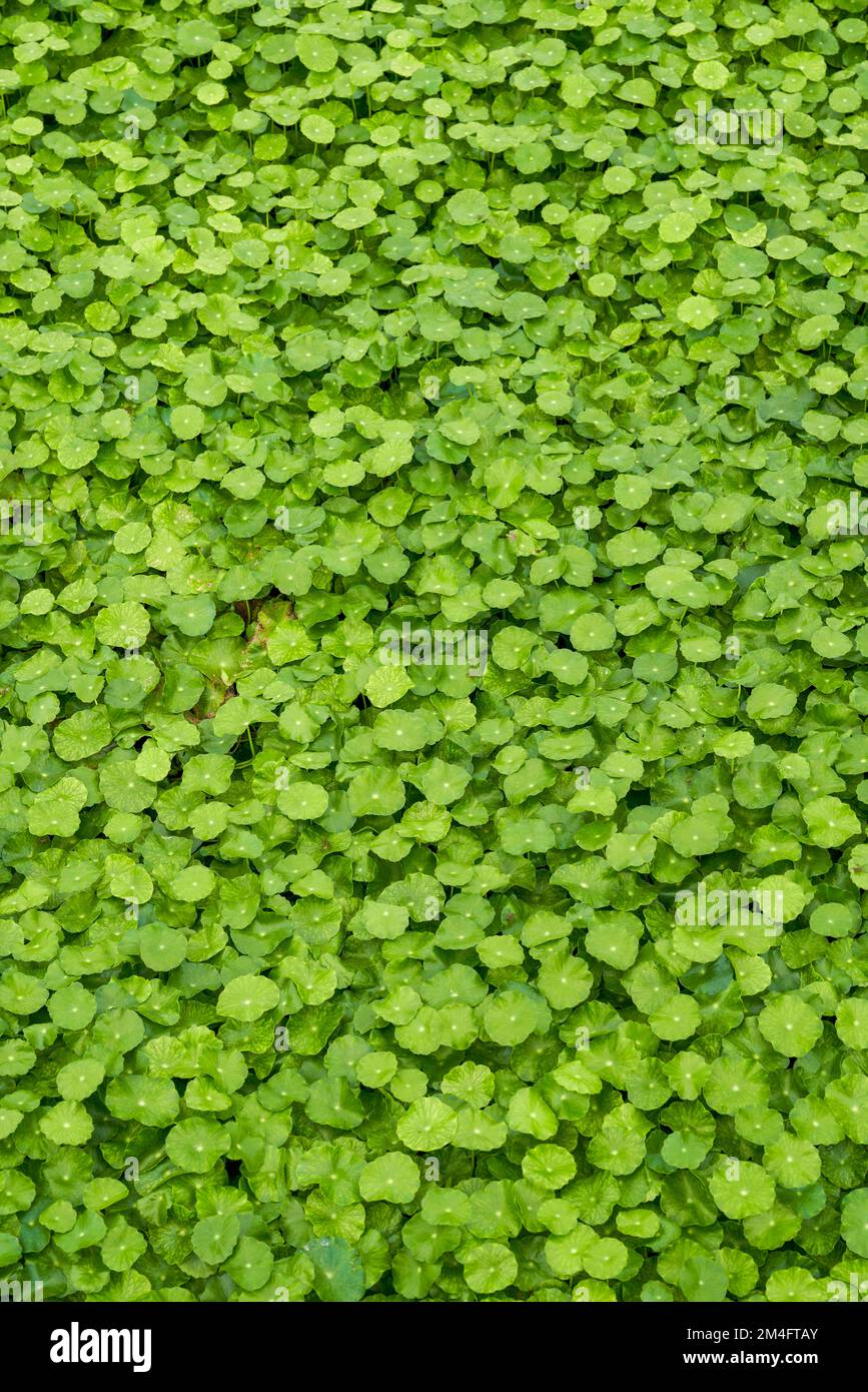 Un primo piano della lussureggiante e verde smeraldo erba moneta su tutto lo schermo Foto Stock