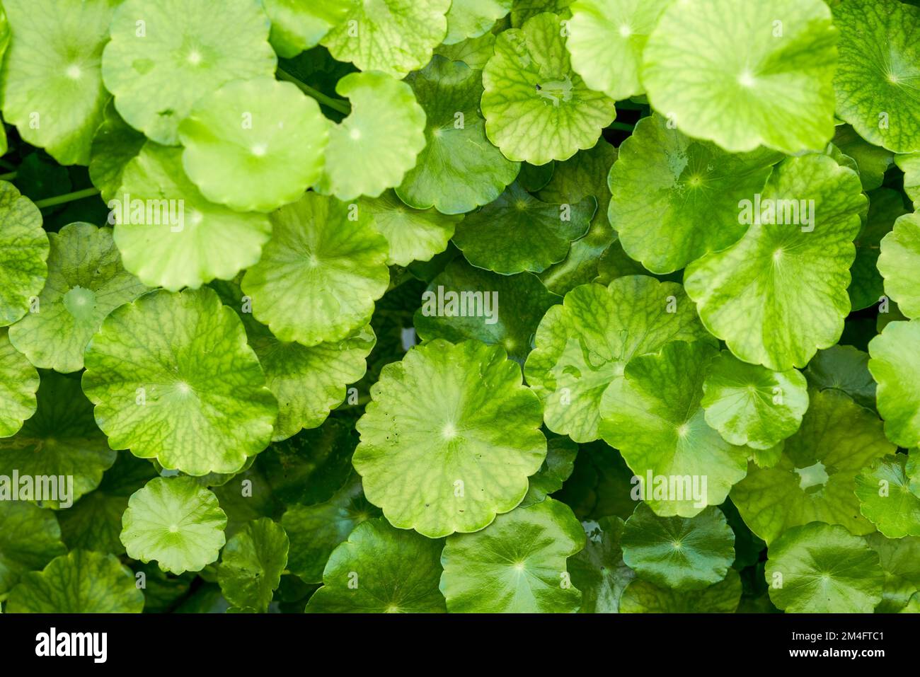 Un primo piano della lussureggiante e verde smeraldo erba moneta su tutto lo schermo Foto Stock