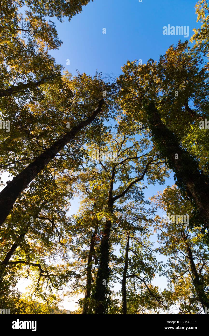 Vista sulla foresta al tramonto. Ampio angolo di ripresa verticale di alberi alti nella foresta. Foto concettuale della Giornata della Terra o della Giornata Mondiale dell'ambiente. Foto Stock