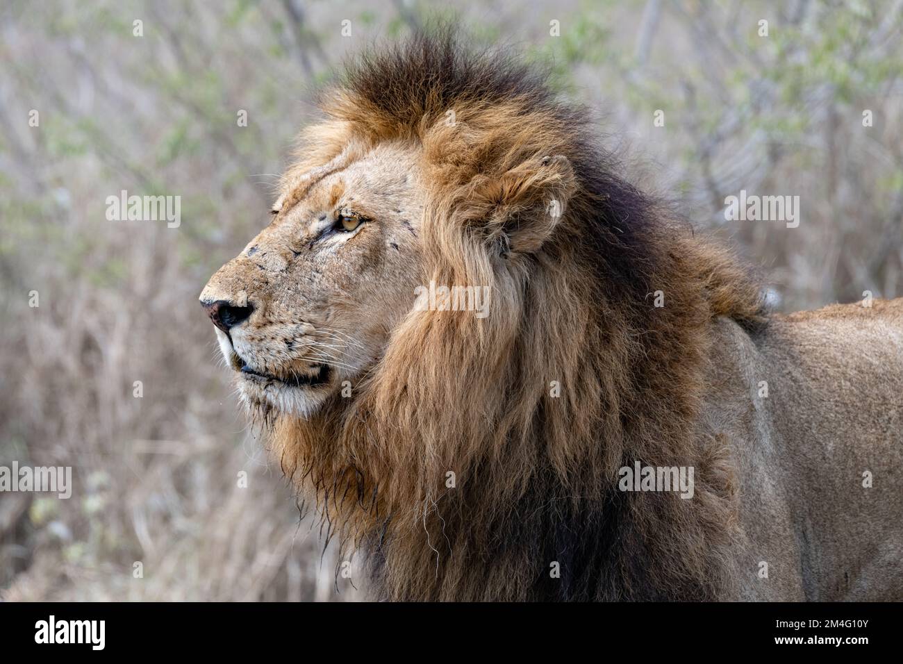 Ritratto laterale di un grande leone maschio grande con criniera dorata nel Parco Nazionale Kruger Sud Africa Foto Stock