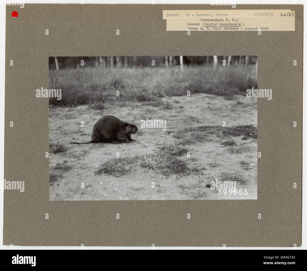 Roditori: Beaver - tutti gli stati. Fotografie relative alle foreste nazionali, alle pratiche di gestione delle risorse, al personale e alla storia culturale ed economica Foto Stock