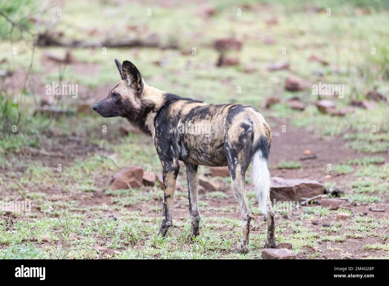 Profilo laterale di un cane selvatico dipinto di lupo che si trova nel fango recentemente bagnato del Parco Nazionale di Kruger, Sud Africa Foto Stock