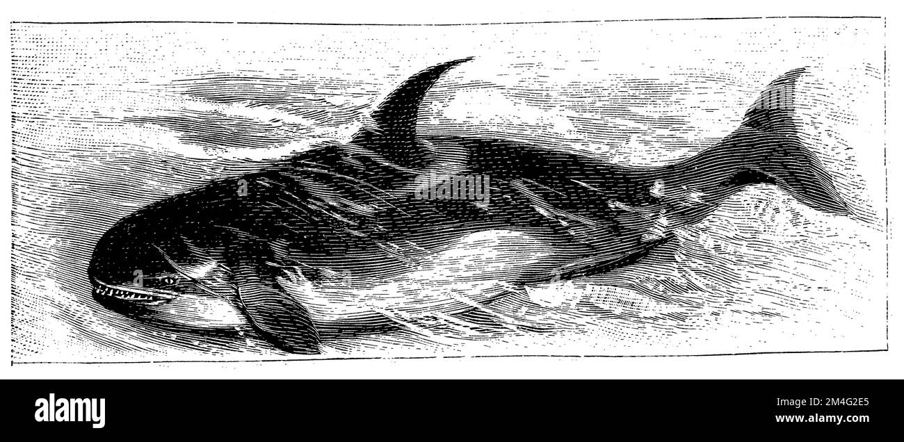 Orca, Orcinus orca, Specht, Friedrich (enciclopedia, 1893), Orka, Épaulard Foto Stock