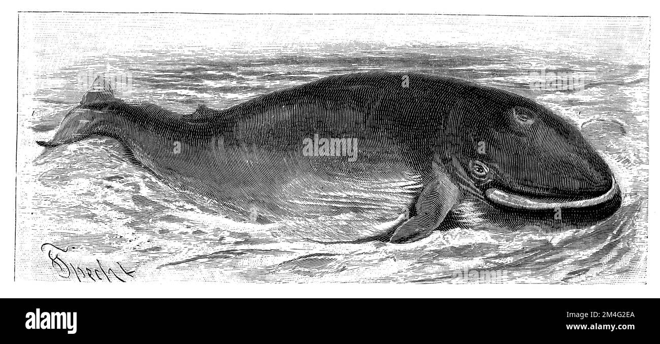 Balena, Balaenoptera physalus, Specht, Friedrich (enciclopedia, 1893), Finnwal, comune di Rorqual Foto Stock