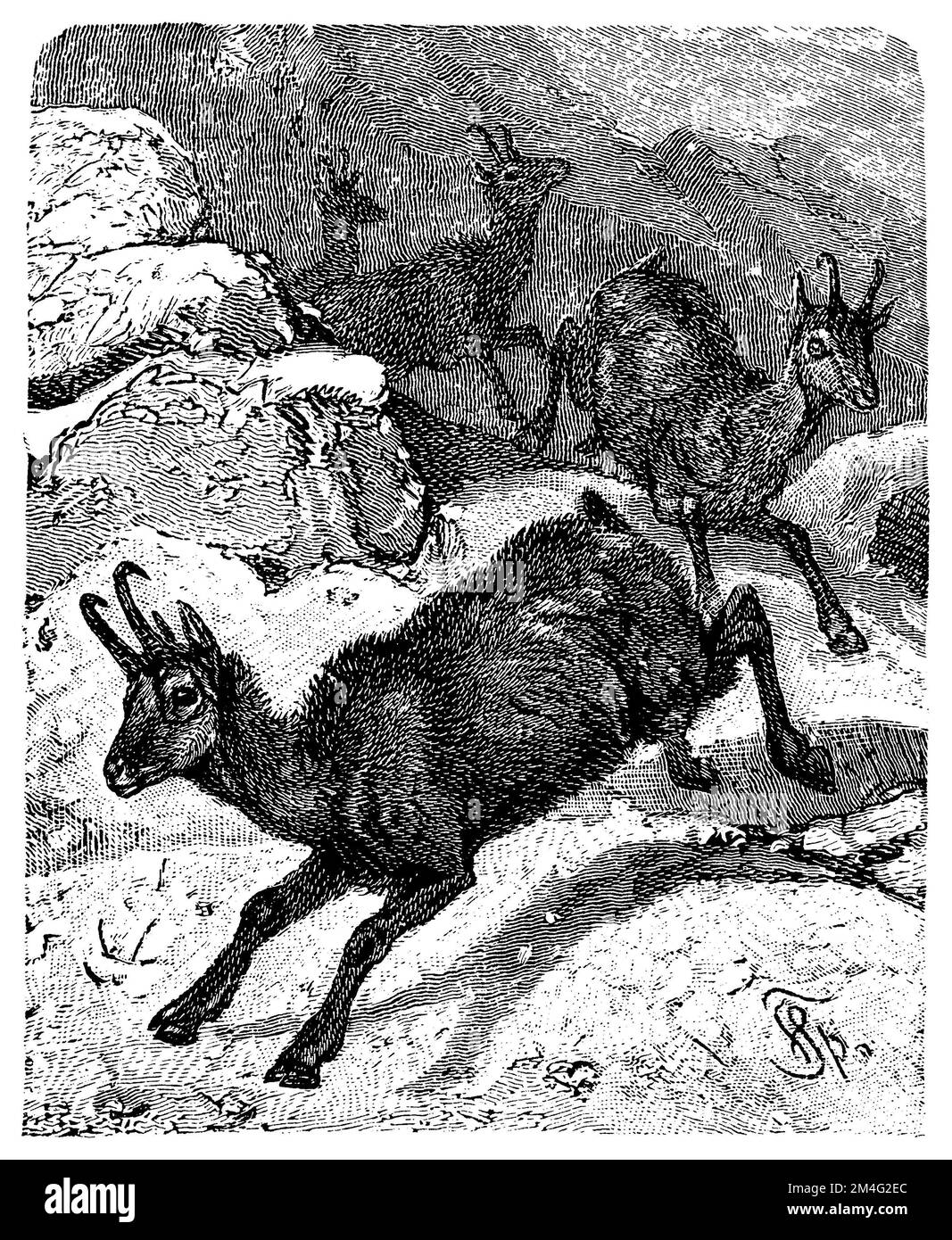 Camosci, Rupicapra rupicapra, Friedrich Specht (enciclopedia, 1893), Gämse, camoscio Foto Stock