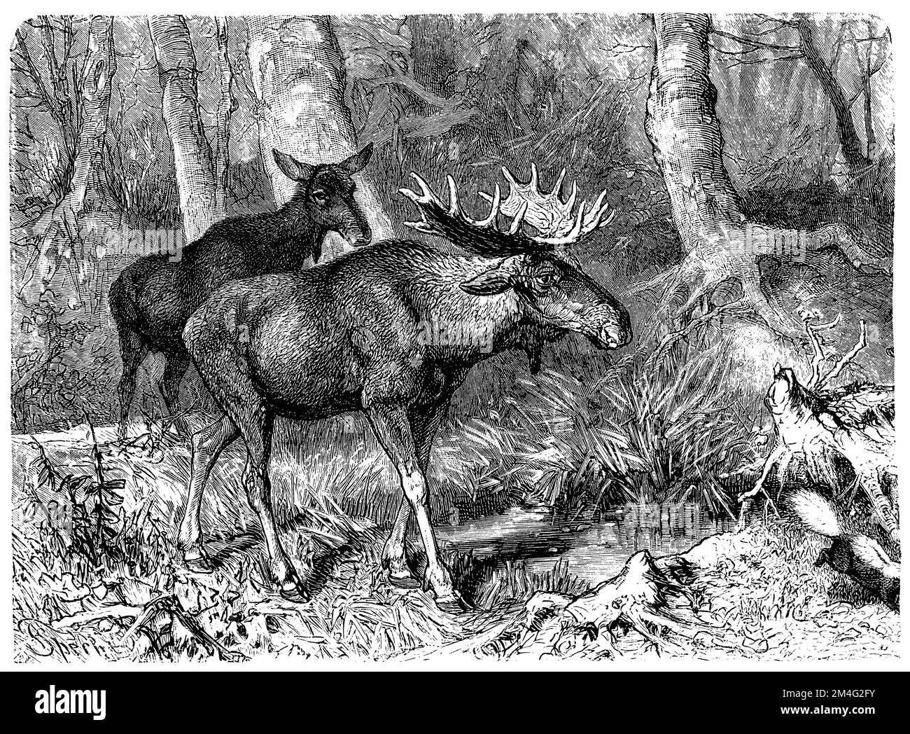 moose, Alces Alces, Friedrich Specht (enciclopedia, 1893), Elch, névé Foto Stock