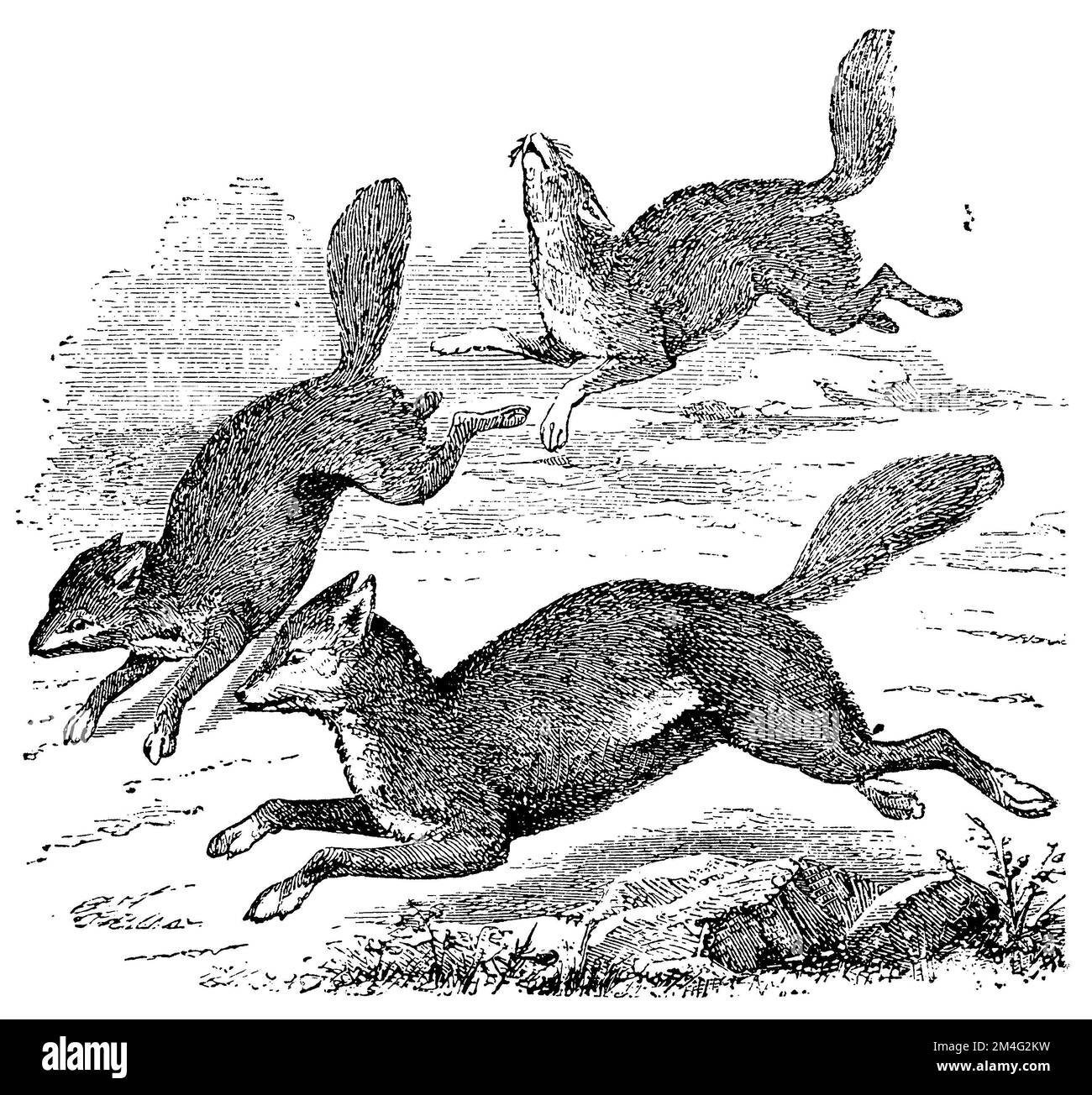 Jackal comune, Canis aureus, (libro di storia religiosa, 1885), Goldschakal, Chacal doré Foto Stock