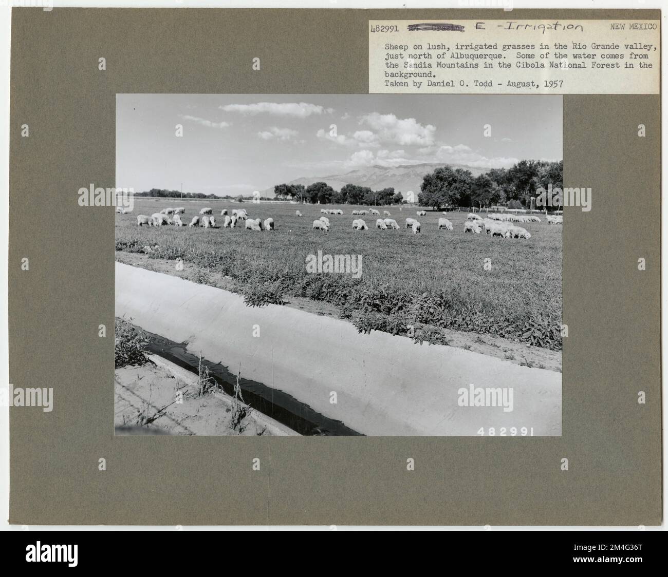 Uso di acqua: Irrigazione - New Mexico. Fotografie relative alle foreste nazionali, alle pratiche di gestione delle risorse, al personale e alla storia culturale ed economica Foto Stock