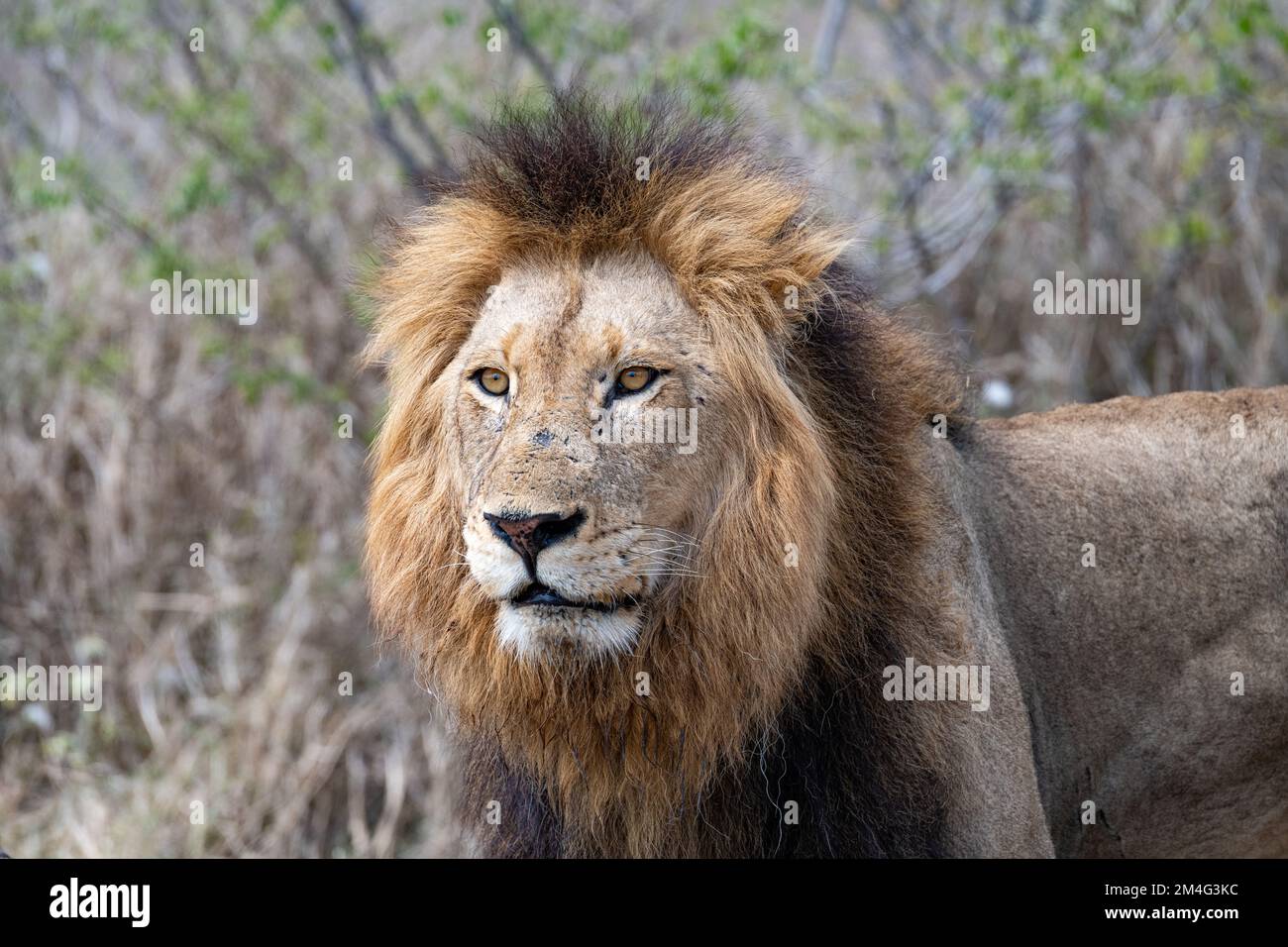 Grande leone maschio con criniera dorata nel Kruger National Park Sudafrica Foto Stock