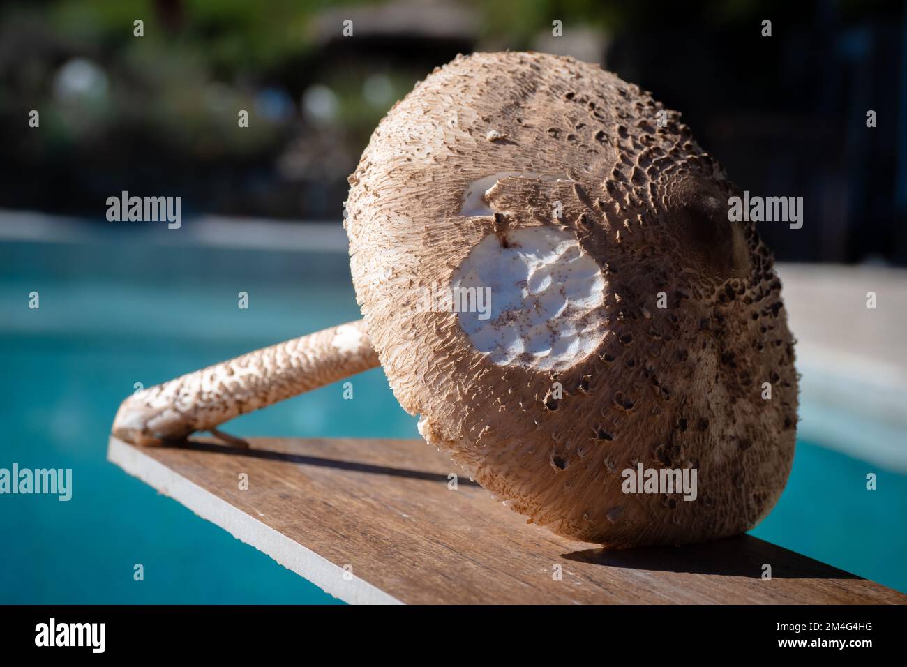 Bella grande fungo di parasolo selvatico che cresce nella foresta - Macrolepiota procera Foto Stock