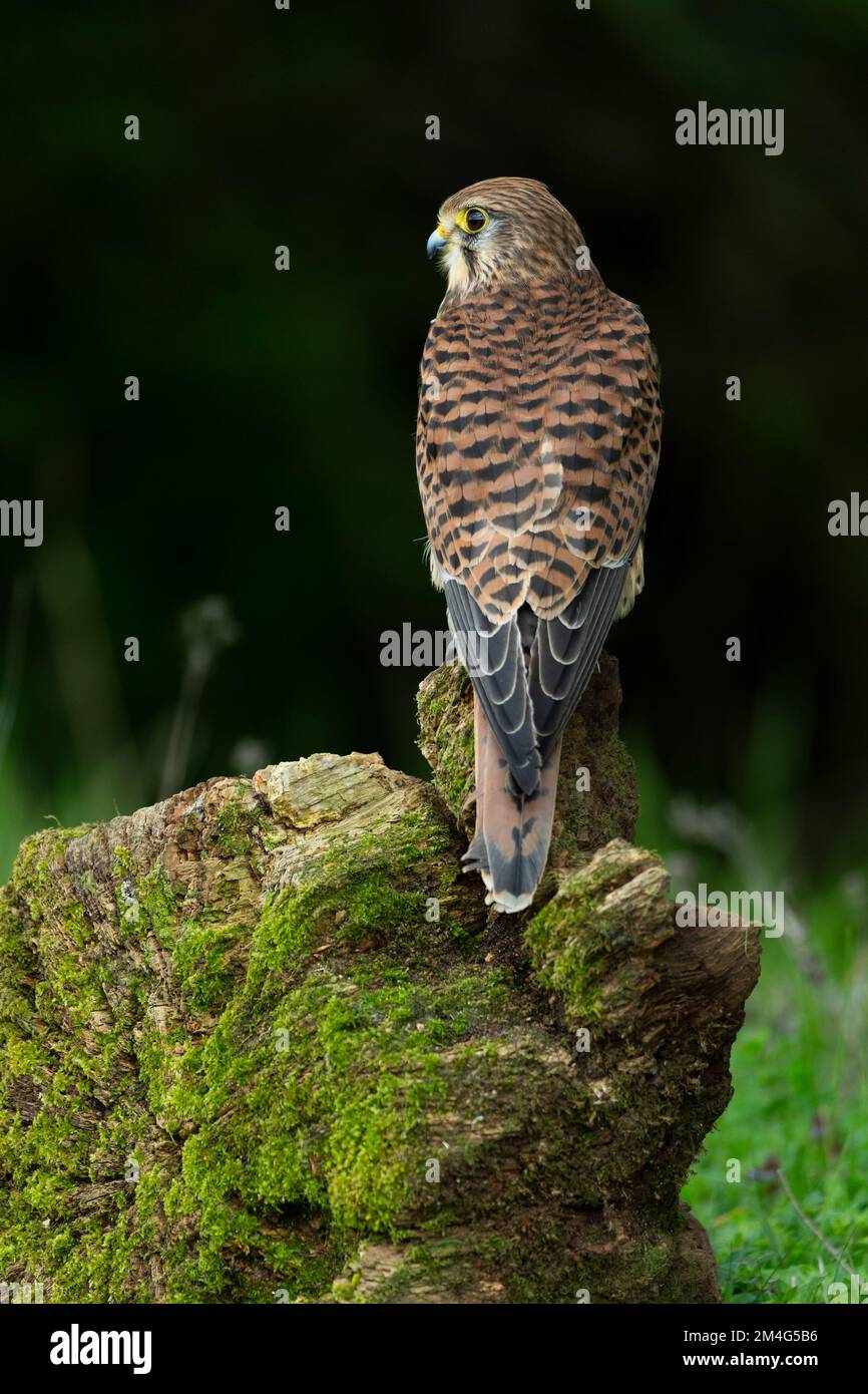 Kestrel comune Falco tinnunculus (prigioniero), femmina adulta arroccata su un ceppo di albero, Hawk Conservancy Trust, Andover, Hampshire, Regno Unito, Maggio Foto Stock