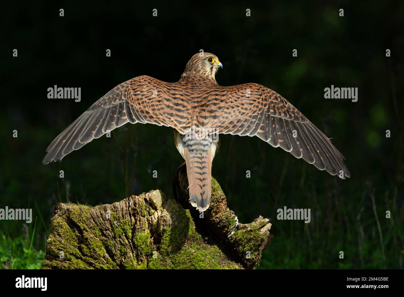 Kestrel comune Falco tinnunculus (prigioniero), femmina adulta arroccata su un ceppo di albero, Hawk Conservancy Trust, Andover, Hampshire, Regno Unito, Maggio Foto Stock