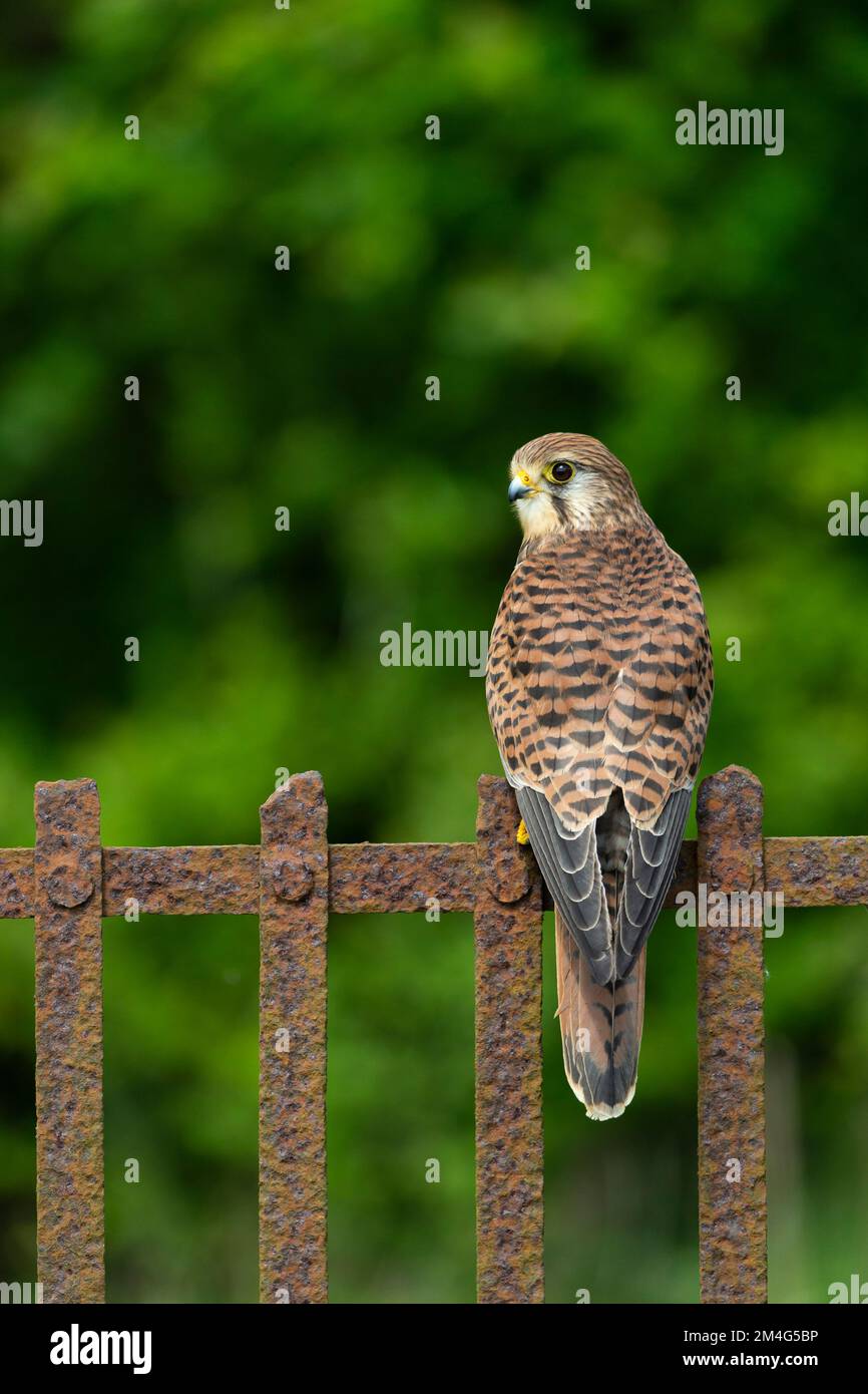 Kestrel comune Falco tinnunculus (prigioniero), femmina adulta appollaiata su ringhiere, Hawk Conservancy Trust, Andover, Hampshire, Regno Unito, Maggio Foto Stock