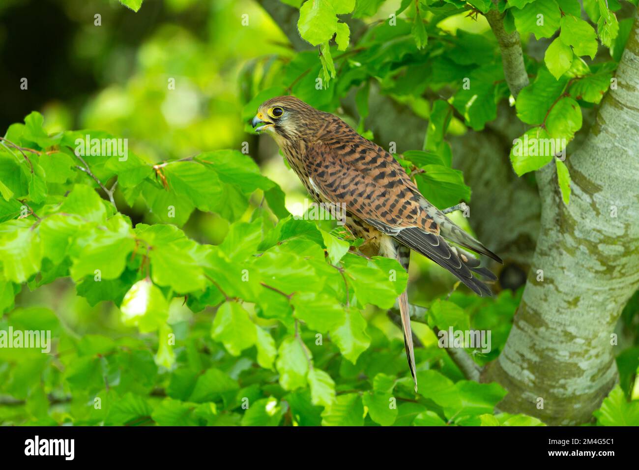 Kestrel comune Falco tinnunculus (prigioniero), femmina adulta arroccata in faggio, Hawk Conservancy Trust, Andover, Hampshire, Regno Unito, Maggio Foto Stock