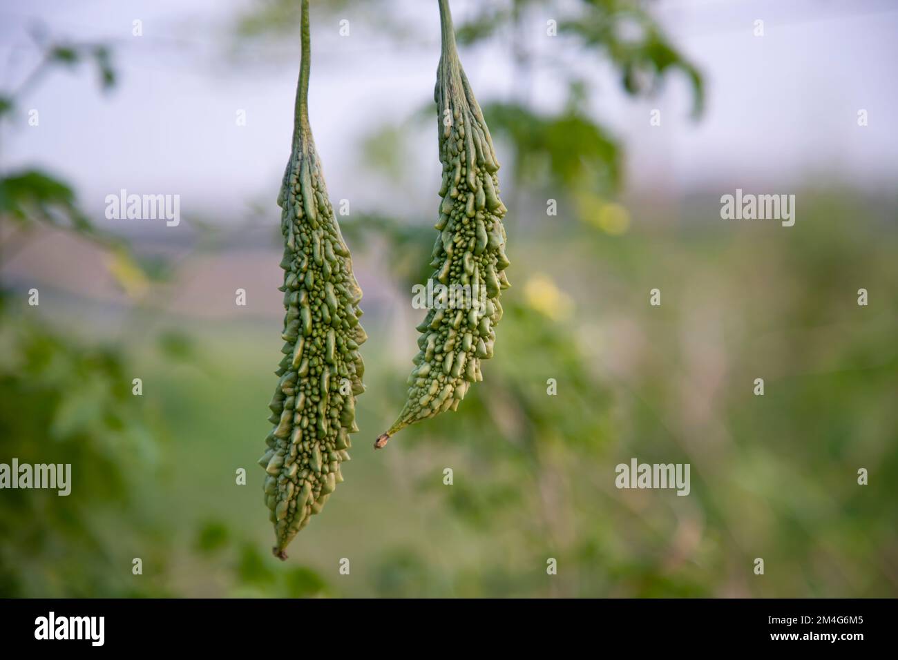 Zucca amara o Corolla cruda verdura sana appesa all'albero del giardino con lo sfondo sfocato Foto Stock