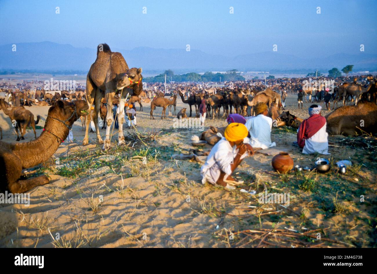 Pushkar Camel Fair, uno dei più grandi camel-mercati in Asia Foto Stock