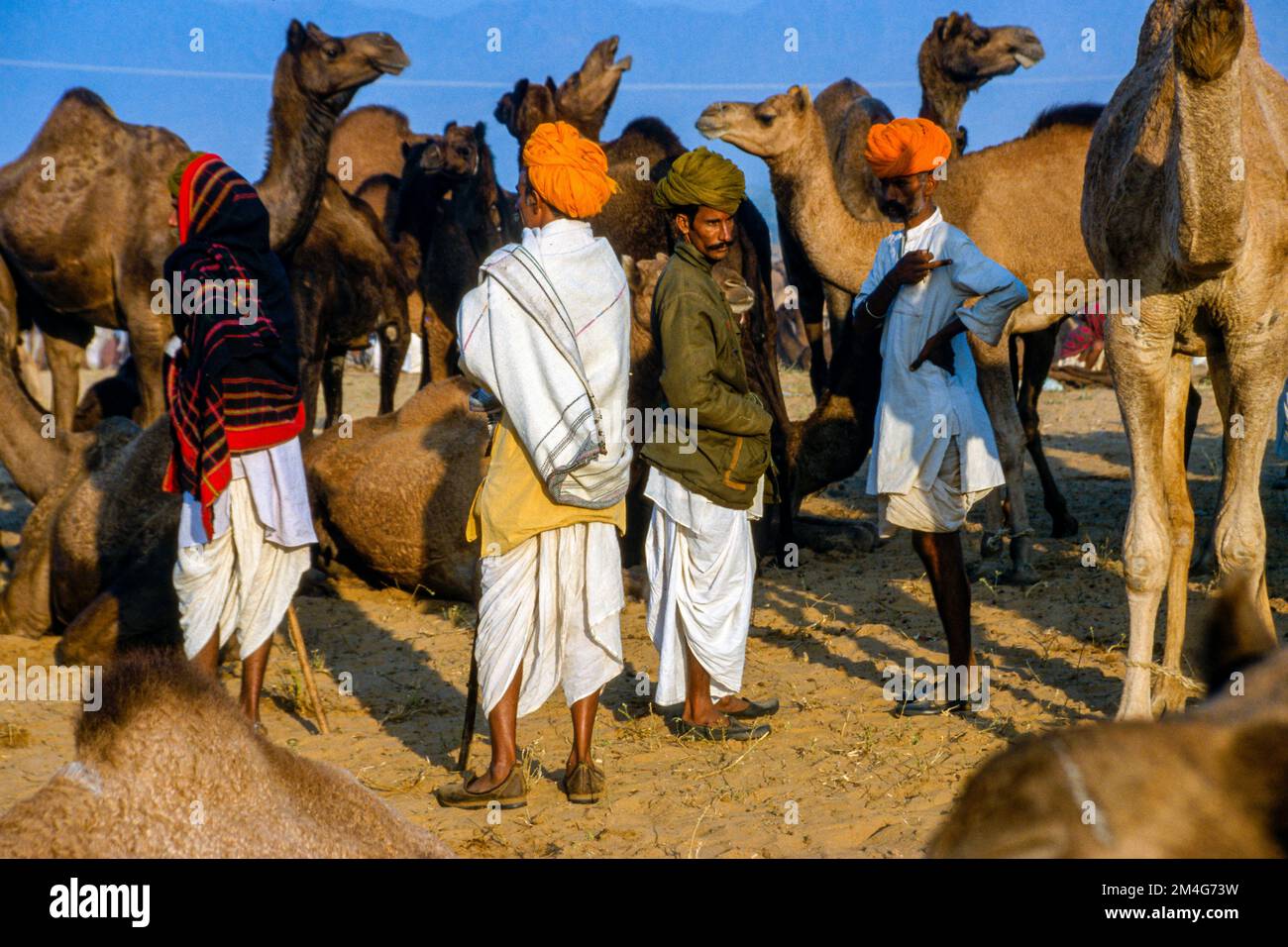 Pushkar Camel Fair, uno dei più grandi camel-mercati in Asia Foto Stock