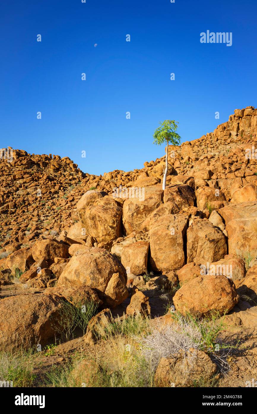 L'albero del pastore verde cresce tra rocce arancioni e massi. Le rocce brillano splendidamente nel tardo pomeriggio sole. Damaraland, Namibia, Africa Foto Stock